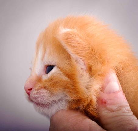 Description: J:\Pictures\K-kull\K-kull_2_weeks\20101115_K-kull_2_weeks_0005.jpg