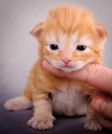 Description: J:\Pictures\K-kull\K-kull_2_weeks\20101115_K-kull_2_weeks_0003.jpg