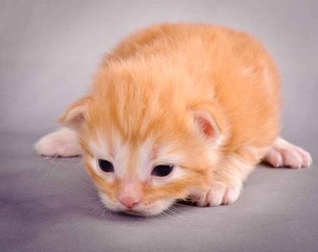 Description: J:\Pictures\K-kull\K-kull_2_weeks\20101115_K-kull_2_weeks_0002.jpg