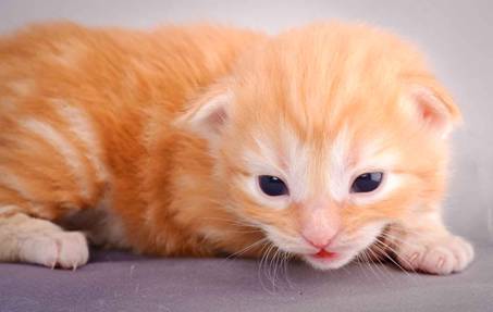 Description: J:\Pictures\K-kull\K-kull_2_weeks\20101115_K-kull_2_weeks_0012.jpg