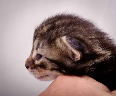 Description: J:\Pictures\K-kull\K-kull_2_weeks\20101115_K-kull_2_weeks_0027.jpg