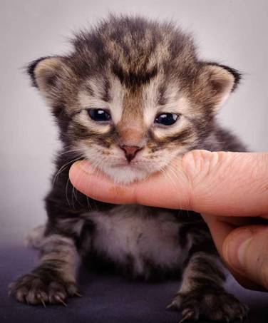 Description: J:\Pictures\K-kull\K-kull_2_weeks\20101115_K-kull_2_weeks_0024.jpg