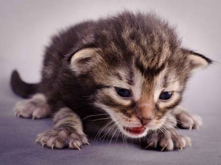 Description: J:\Pictures\K-kull\K-kull_2_weeks\20101115_K-kull_2_weeks_0019.jpg