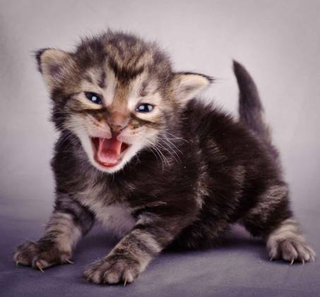 Description: J:\Pictures\K-kull\K-kull_2_weeks\20101115_K-kull_2_weeks_0035.jpg