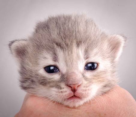 Description: J:\Pictures\K-kull\K-kull_2_weeks\20101115_K-kull_2_weeks_0048.jpg