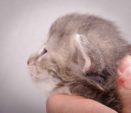 Description: J:\Pictures\K-kull\K-kull_2_weeks\20101115_K-kull_2_weeks_0047.jpg