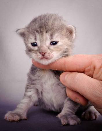 Description: J:\Pictures\K-kull\K-kull_2_weeks\20101115_K-kull_2_weeks_0045.jpg