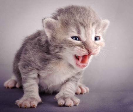 Description: J:\Pictures\K-kull\K-kull_2_weeks\20101115_K-kull_2_weeks_0041.jpg