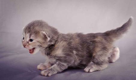 Description: J:\Pictures\K-kull\K-kull_2_weeks\20101115_K-kull_2_weeks_0051.jpg