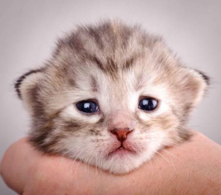 Description: J:\Pictures\K-kull\K-kull_2_weeks\20101115_K-kull_2_weeks_0063.jpg