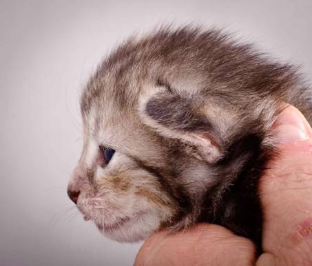 Description: J:\Pictures\K-kull\K-kull_2_weeks\20101115_K-kull_2_weeks_0062.jpg