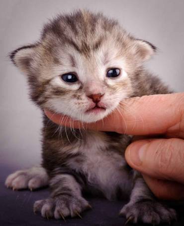 Description: J:\Pictures\K-kull\K-kull_2_weeks\20101115_K-kull_2_weeks_0061.jpg