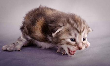 Description: J:\Pictures\K-kull\K-kull_2_weeks\20101115_K-kull_2_weeks_0057.jpg