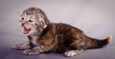 Description: J:\Pictures\K-kull\K-kull_2_weeks\20101115_K-kull_2_weeks_0067.jpg