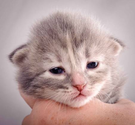 Description: J:\Pictures\K-kull\K-kull_2_weeks\20101115_K-kull_2_weeks_0074.jpg