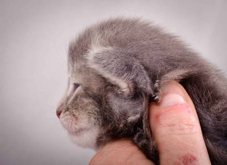 Description: J:\Pictures\K-kull\K-kull_2_weeks\20101115_K-kull_2_weeks_0073.jpg