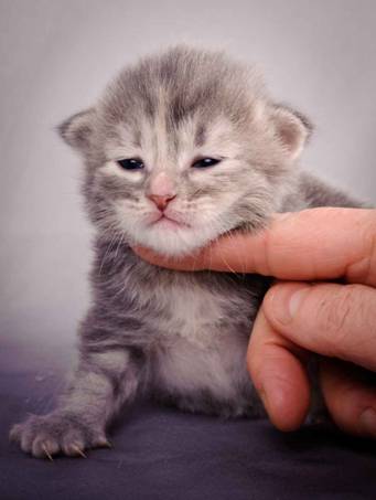 Description: J:\Pictures\K-kull\K-kull_2_weeks\20101115_K-kull_2_weeks_0072.jpg