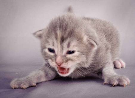 Description: J:\Pictures\K-kull\K-kull_2_weeks\20101115_K-kull_2_weeks_0070.jpg