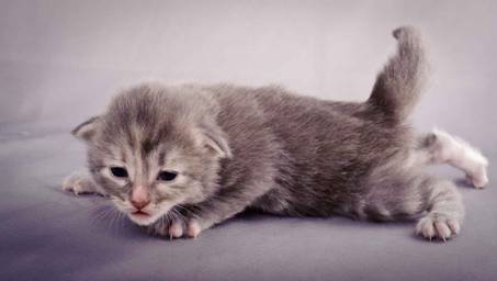 Description: J:\Pictures\K-kull\K-kull_2_weeks\20101115_K-kull_2_weeks_0075.jpg