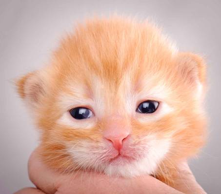 Description: J:\Pictures\K-kull\K-kull_2_weeks\20101115_K-kull_2_weeks_0085.jpg