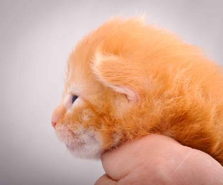 Description: J:\Pictures\K-kull\K-kull_2_weeks\20101115_K-kull_2_weeks_0084.jpg