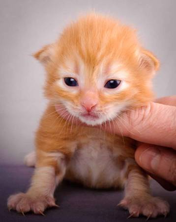 Description: J:\Pictures\K-kull\K-kull_2_weeks\20101115_K-kull_2_weeks_0083.jpg