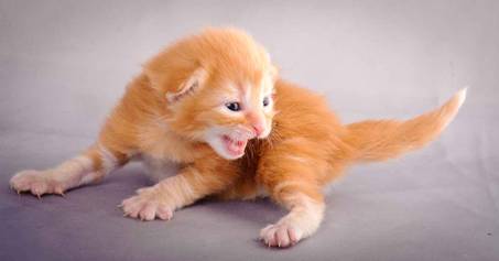 Description: J:\Pictures\K-kull\K-kull_2_weeks\20101115_K-kull_2_weeks_0086.jpg