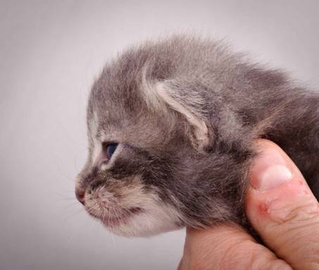 Description: J:\Pictures\K-kull\K-kull_2_weeks\20101115_K-kull_2_weeks_0101.jpg