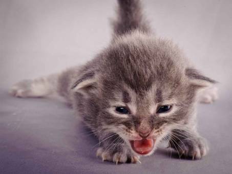 Description: J:\Pictures\K-kull\K-kull_2_weeks\20101115_K-kull_2_weeks_0097.jpg