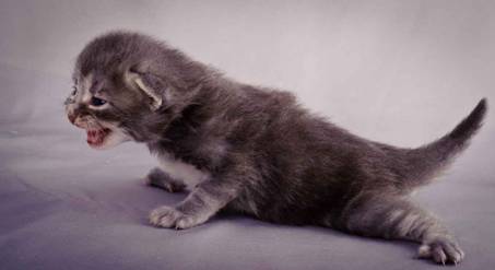 Description: J:\Pictures\K-kull\K-kull_2_weeks\20101115_K-kull_2_weeks_0106.jpg