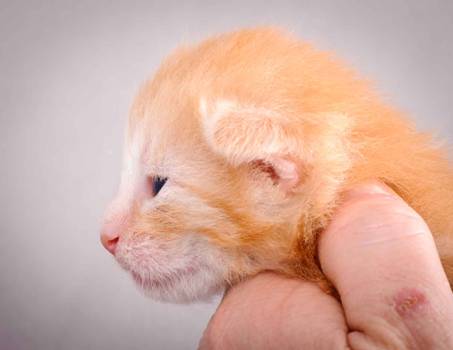 Description: J:\Pictures\K-kull\K-kull_2_weeks\20101115_K-kull_2_weeks_0117.jpg