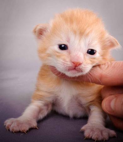 Description: J:\Pictures\K-kull\K-kull_2_weeks\20101115_K-kull_2_weeks_0116.jpg