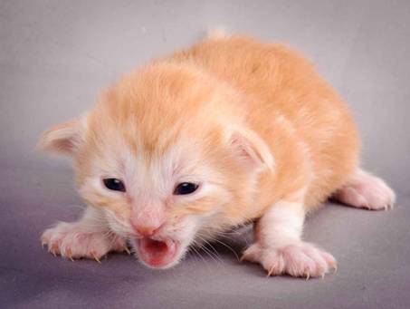 Description: J:\Pictures\K-kull\K-kull_2_weeks\20101115_K-kull_2_weeks_0112.jpg