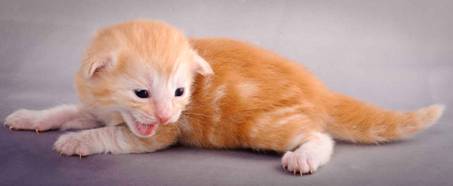 Description: J:\Pictures\K-kull\K-kull_2_weeks\20101115_K-kull_2_weeks_0122.jpg