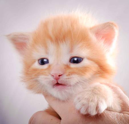 Description: J:\Pictures\K-kull\K-kull_3weeks\20101122_K-kull_3weeks_0009.jpg