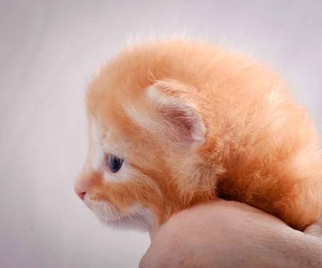 Description: J:\Pictures\K-kull\K-kull_3weeks\20101122_K-kull_3weeks_0007.jpg