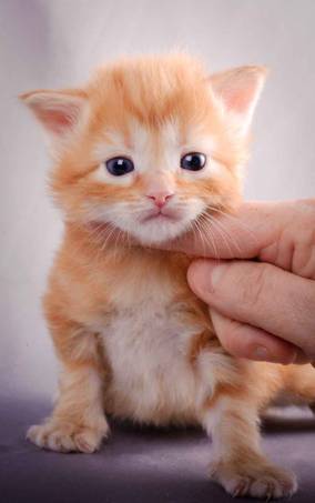 Description: J:\Pictures\K-kull\K-kull_3weeks\20101122_K-kull_3weeks_0006.jpg