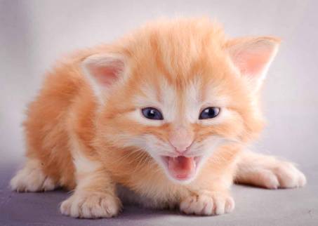 Description: J:\Pictures\K-kull\K-kull_3weeks\20101122_K-kull_3weeks_0003.jpg