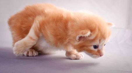 Description: J:\Pictures\K-kull\K-kull_3weeks\20101122_K-kull_3weeks_0014.jpg