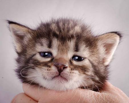 Description: J:\Pictures\K-kull\K-kull_3weeks\20101122_K-kull_3weeks_0034.jpg