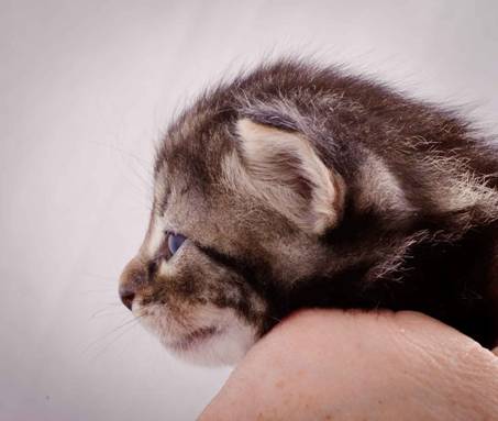 Description: J:\Pictures\K-kull\K-kull_3weeks\20101122_K-kull_3weeks_0032.jpg