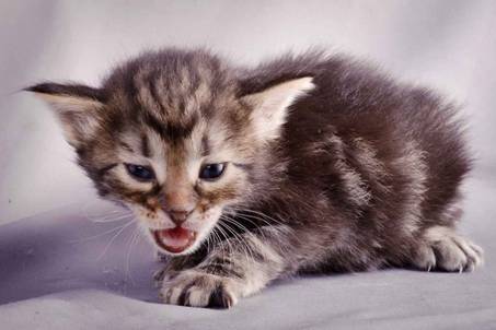 Description: J:\Pictures\K-kull\K-kull_3weeks\20101122_K-kull_3weeks_0019.jpg