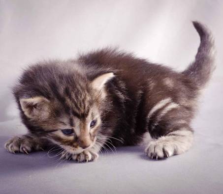 Description: J:\Pictures\K-kull\K-kull_3weeks\20101122_K-kull_3weeks_0035.jpg