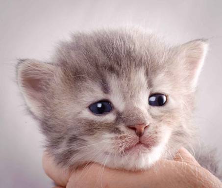 Description: J:\Pictures\K-kull\K-kull_3weeks\20101122_K-kull_3weeks_0048.jpg