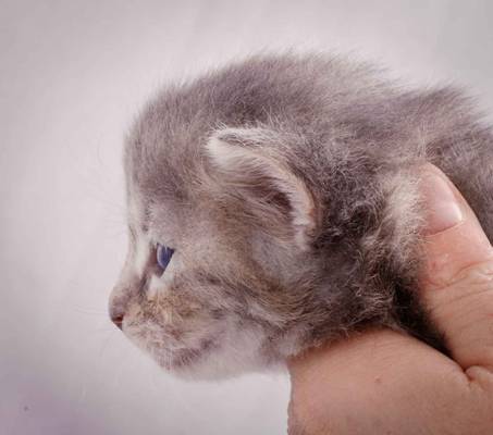 Description: J:\Pictures\K-kull\K-kull_3weeks\20101122_K-kull_3weeks_0047.jpg