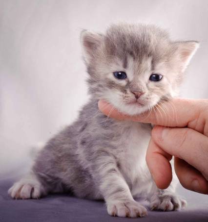 Description: J:\Pictures\K-kull\K-kull_3weeks\20101122_K-kull_3weeks_0044.jpg