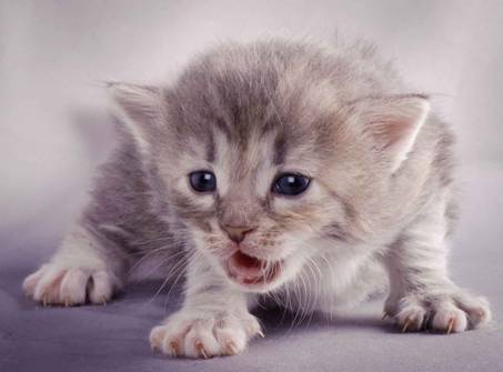 Description: J:\Pictures\K-kull\K-kull_3weeks\20101122_K-kull_3weeks_0039.jpg