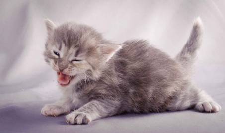 Description: J:\Pictures\K-kull\K-kull_3weeks\20101122_K-kull_3weeks_0051.jpg