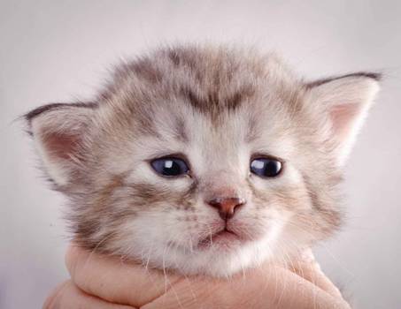 Description: J:\Pictures\K-kull\K-kull_3weeks\20101122_K-kull_3weeks_0061.jpg