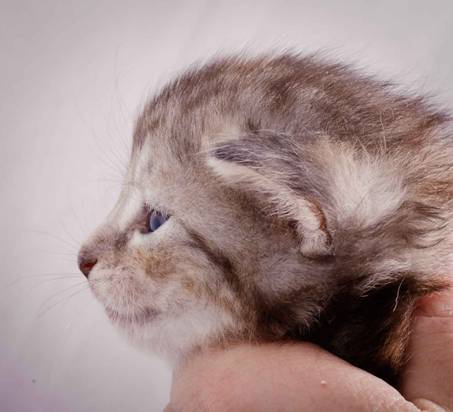 Description: J:\Pictures\K-kull\K-kull_3weeks\20101122_K-kull_3weeks_0059.jpg